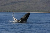 Humpback Whale Breach Sequence