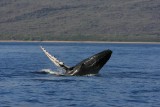 Humpback Whale Breach Sequence