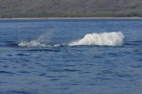 Humpback Whale Breach Sequence