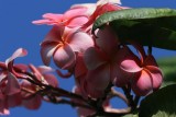 Plumeria