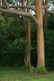 Rainbow Eucalyptus Trees