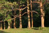 Rainbow Eucalyptus Trees