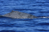 Unusual Gray Humpback (not a calf)
