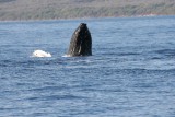 Humpback Whale