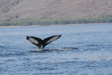 Humpback Whale