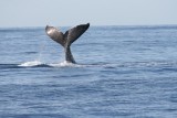 Humpback Whale