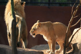 African Lions