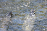 Harbor Seals feeding on Salmon run in Ketchikan, AK