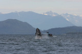 Whale watching with Orca Enterprises in Juneau, AK