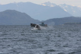 Whale watching with Orca Enterprises in Juneau, AK