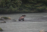 Brown Bear fishing in Haines, AK