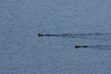 Sea Otters in College Fjord, AK