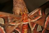 St. Maarten - Butterfly Farm