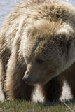 Brown Bear / Gizzly Bear