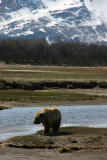 Brown Bear / Grizzly Bear