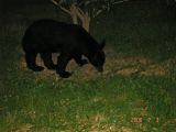 Bear from the back deck of the condo (Dads camera)