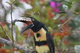 Aracari