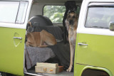 The dogs think they are going for a ride in the VW Kombi