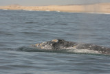 Gray Whale