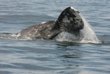 Gray Whale