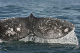 Gray Whale