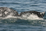 Gray Whale