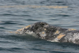 Gray Whale