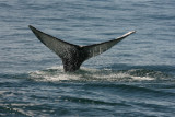 Gray Whale