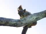 Squirrel / Ardilla