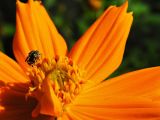 Bug / Insecto