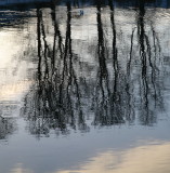 River Tweed Reflections - Scotland