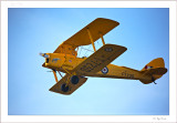 Tiger Moth