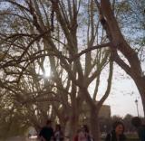 Tiber: tourist fun