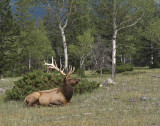 Jasper National Park