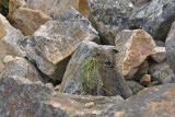 Pika