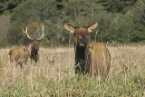 Roosevelt Elk