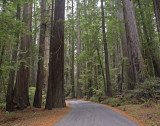 Humboldt Redwoods State Park