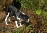 Redwood National Park - Cal Barrel Road