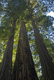 Redwood National Park