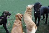 Misha, Sammy, Lola, Blake