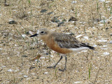 Dotterel.jpg