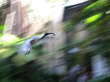 Flight of the Ibis - Sydney Royal Botanic Garden