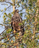 Juvenile Bald Eagle-1