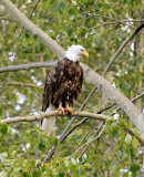 Adult Bald Eagle-1
