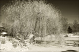 Weeping Willow under Snow
