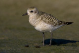 Grey Plover (Pluvialis squatarola)