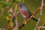 Dartford Warbler (Sylvia undata)