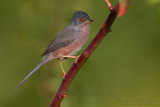 Dartford Warbler (Sylvia undata)