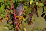 Dartford Warbler (Sylvia undata)