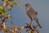 Dartford Warbler (Sylvia undata)